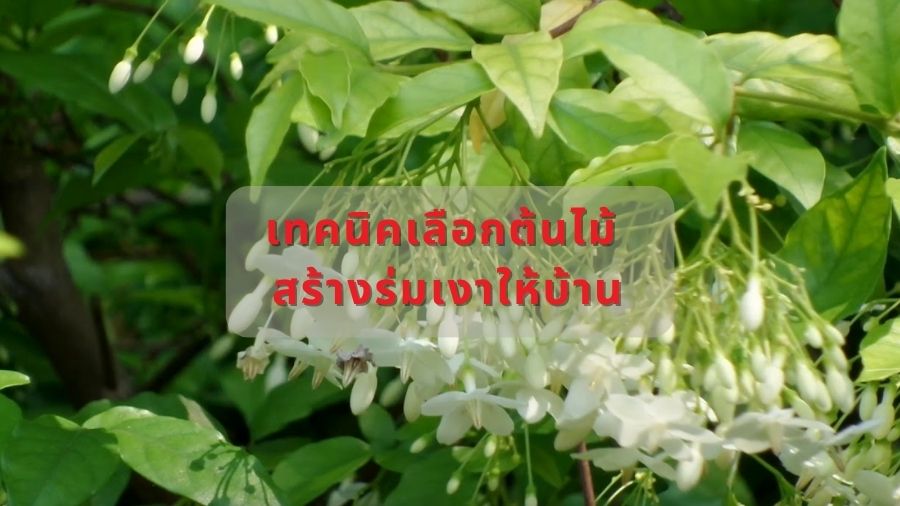 เทคนิคเลือกต้นไม้ สร้างร่มเงาให้บ้าน