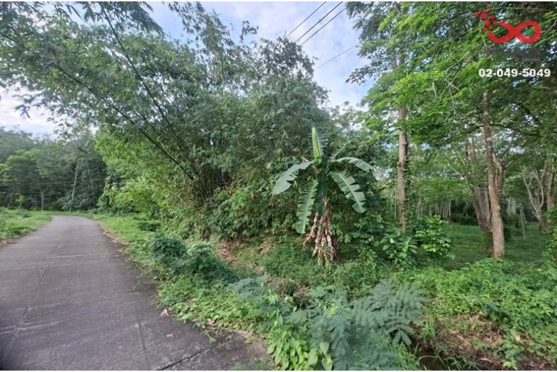 ขายที่ดินพร้อมสวนยาง 5 ไร่ 3 งาน ร่อนพิบูลย์ นครศรีธรรมราช ใกล้สี่แยกร่อนพิบูลย์ 
